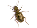 Elaphrus riparius